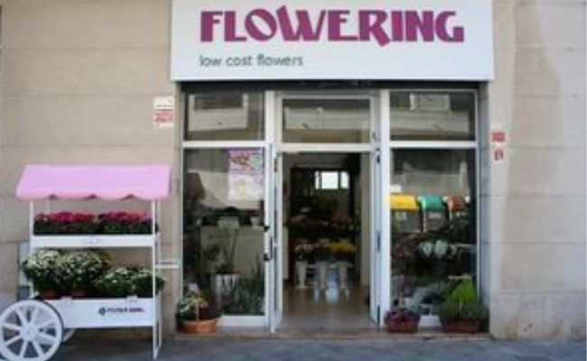 franquicia flowering 4